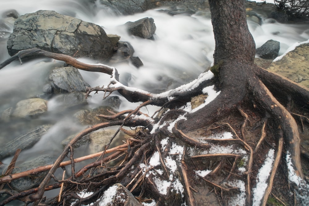 Details Of Trail Erosion Caused By Foot Traffic Over Tree Roots Tangle Falls Jasper National Park Alberta Canvas Art - Darwin Wiggett Design Pics (17 x 11)