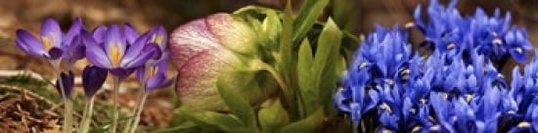 Details of Crocus flowers Canvas Art - Panoramic Images (40 x 10)
