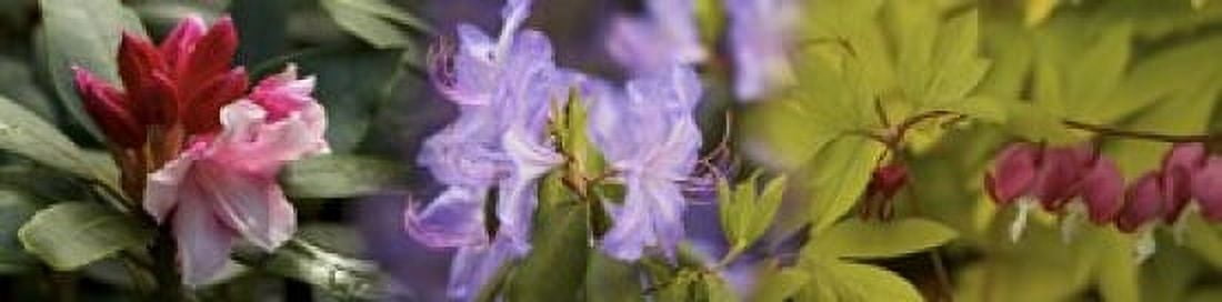 Details of bright colors flowers Canvas Art - Panoramic Images (40 x 10)