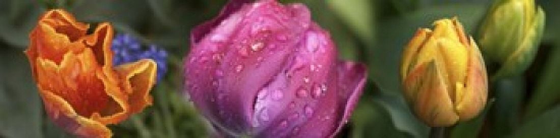Details of colorful tulip flowers Canvas Art - Panoramic Images (20 x 5)
