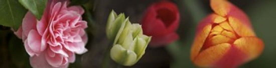 Details of colorful tulip flowers Canvas Art - Panoramic Images (20 x 5)