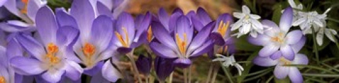 Details of early spring and crocus flowers Canvas Art - Panoramic Images (20 x 5)