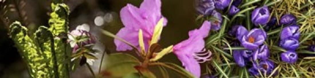 Details of early spring flowers Canvas Art - Panoramic Images (20 x 5)