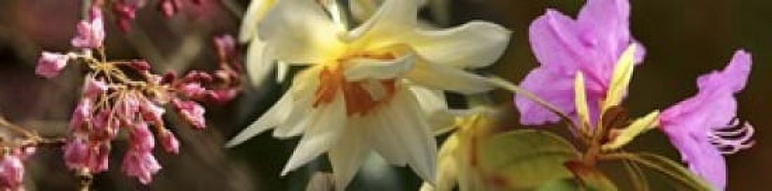Details of flowers Canvas Art - Panoramic Images (20 x 5)