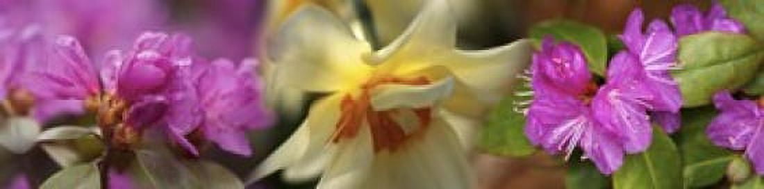 Details of flowers Canvas Art - Panoramic Images (40 x 10)