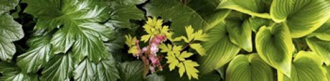 Details of luscious leaves Canvas Art - Panoramic Images (20 x 5)