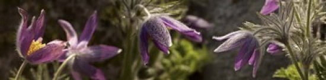 Details of purple furry flowers Canvas Art - Panoramic Images (20 x 5)