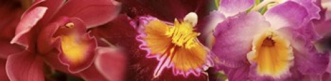 Details of red and violet Orchid flowers Canvas Art - Panoramic Images (20 x 5)