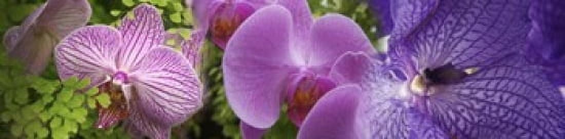 Details of violet orchid flowers Canvas Art - Panoramic Images (20 x 5)