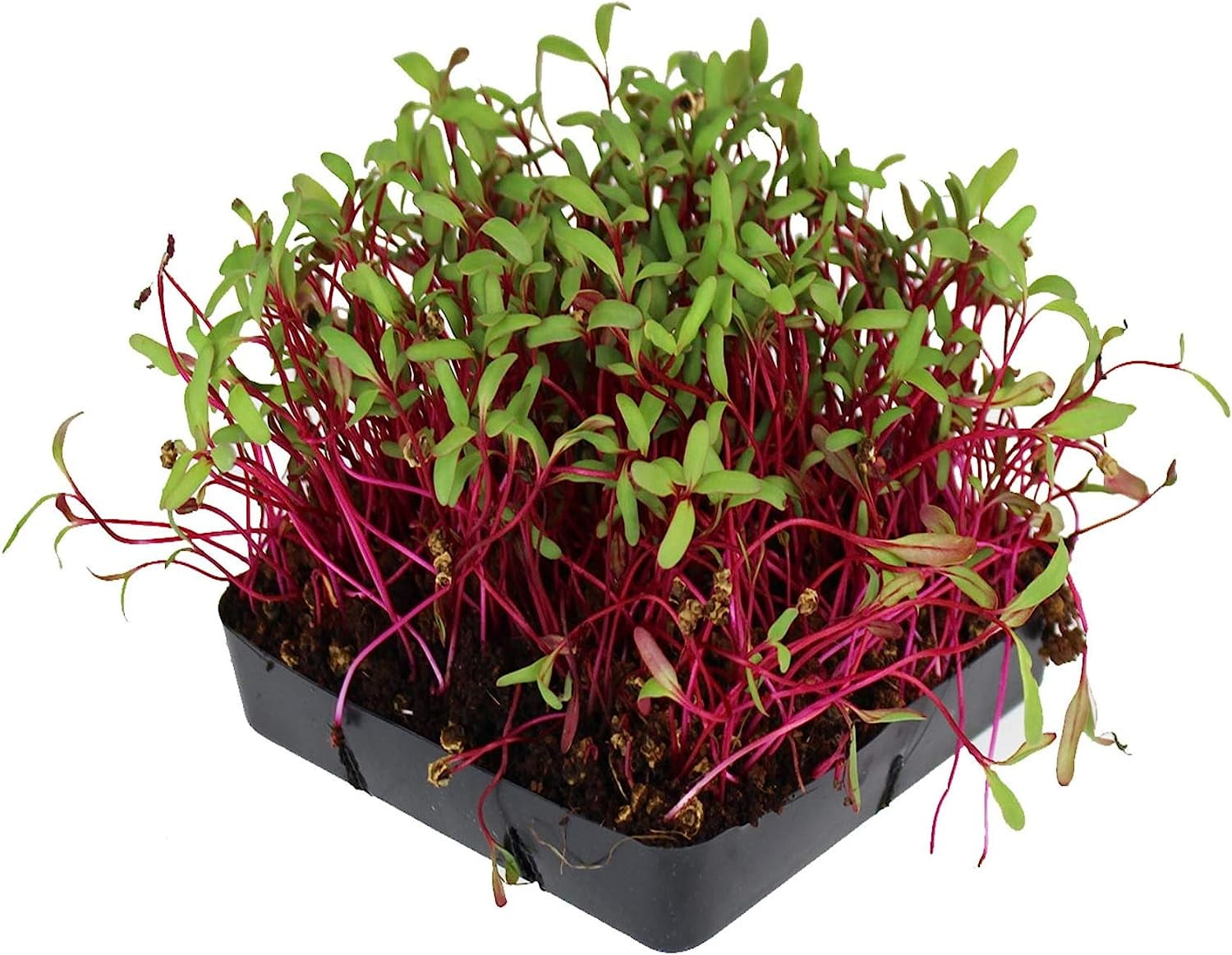 Detroit Dark Red Beet Seeds - Non-GMO Bulk Heirloom Seed for Growing Microgreens, Vegetable Gardening, Garden Salad Garnishes, More (4 Oz) Detroit Dark Red Beet Seeds - Non-GMO Bulk Heirloom Seed for Growing Microgreens, Vegetable Gardening, Garden Salad Garnishes, More (4 Oz)