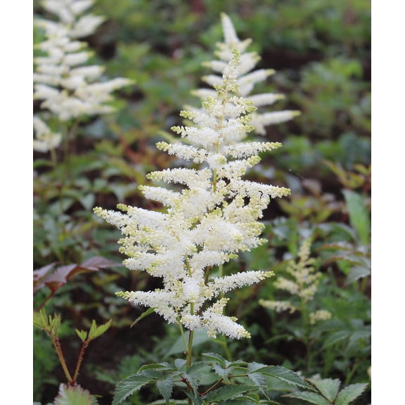 Deutschland Astilbe - 3 root divisions