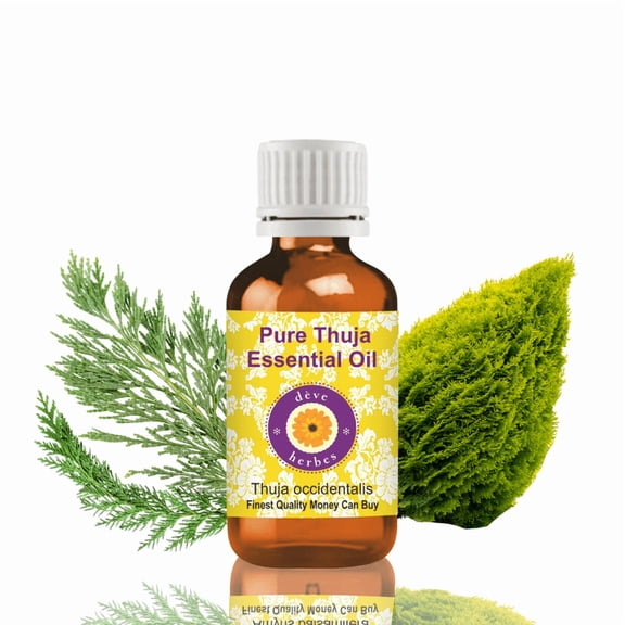 Deve Herbes Thuja Essential Oil (Thuja Occidentalis) - 0.16 Fl Oz (5ml) - 100% Natural Thuja Oil - for Aromatherapy, Meditation & Herbal Blends - without Dropper