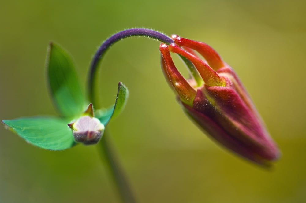 The Developing Corolla Of Columbine A Common Wildflower In Alaska Which Provides Nectar For Hummingbirds Canvas Art - Brian Guzzetti Design Pics (34 x 22)
