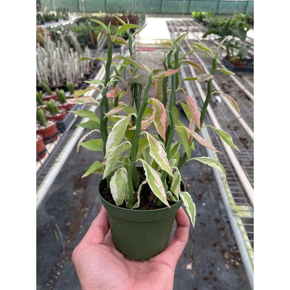 Devil's Backbone Euphorbia Live Plant in 4" Grower Pot, Real Houseplant Variegated Devil'S Backbone