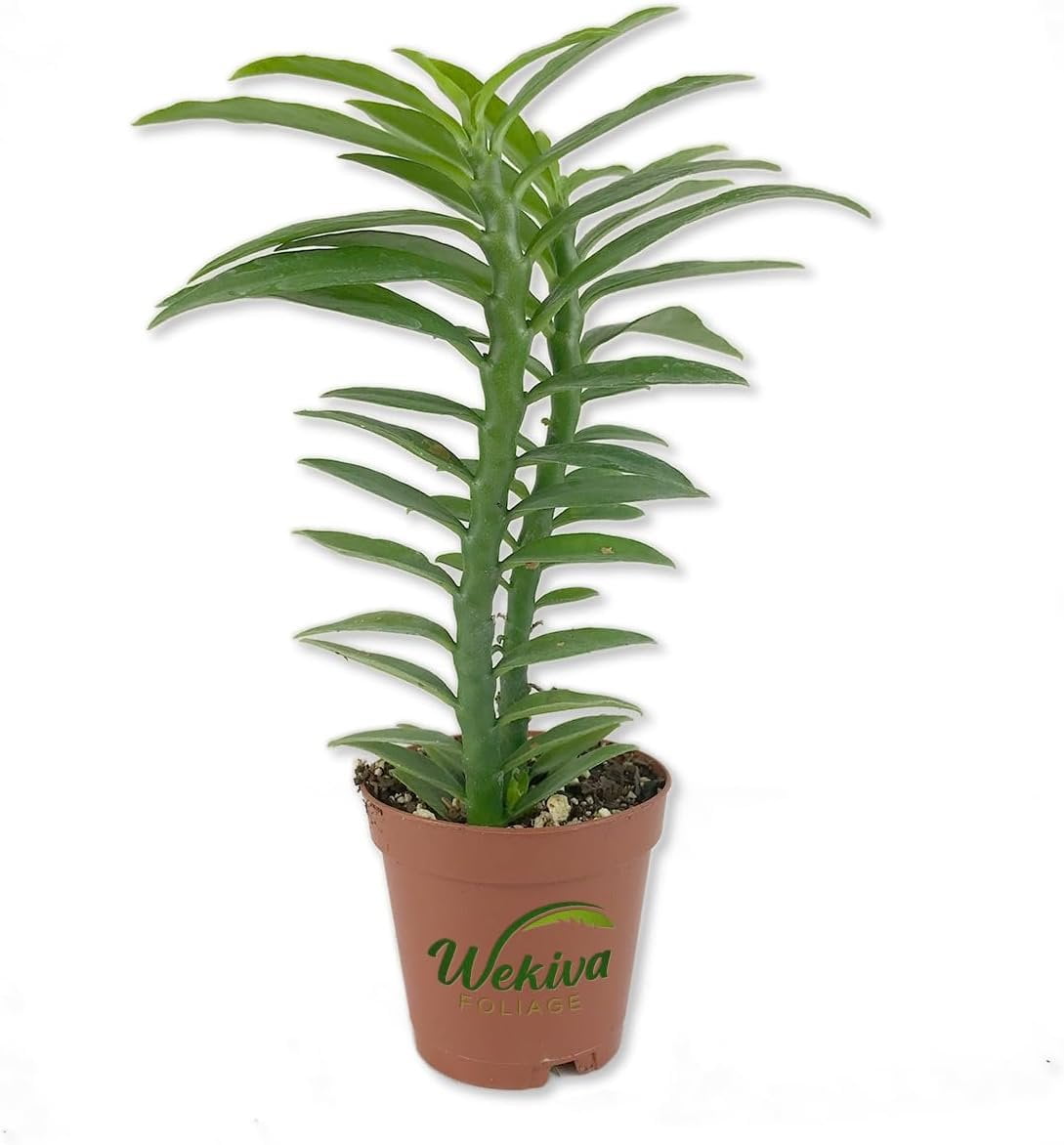 Devil's Backbone Live Plant in a 2 Inch Pot Pedilanthus Tithymaloides Rare Cactus