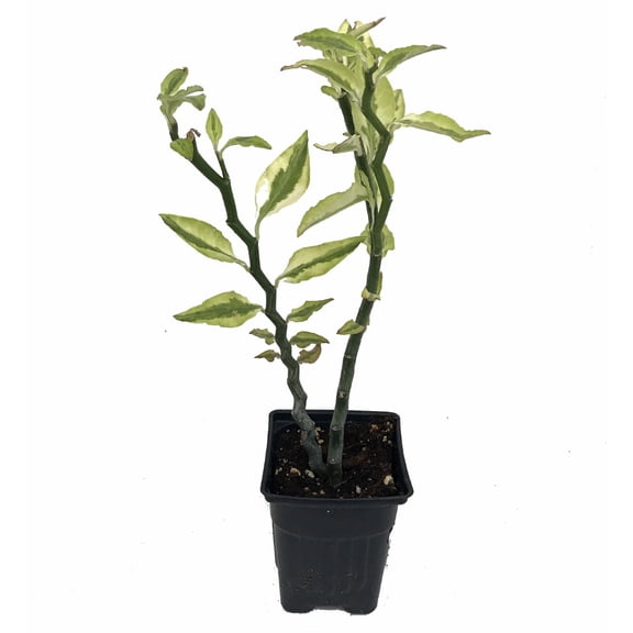 Devil's Backbone Plant - Pedilanthus - Red Bird Zig Zag Cactus - 4" Pot