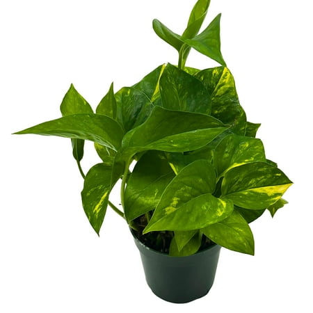 Devil's Ivy, Golden Pothos, 4 inch, Hunter's Rove, Epipremnum Pinnatum Aureum