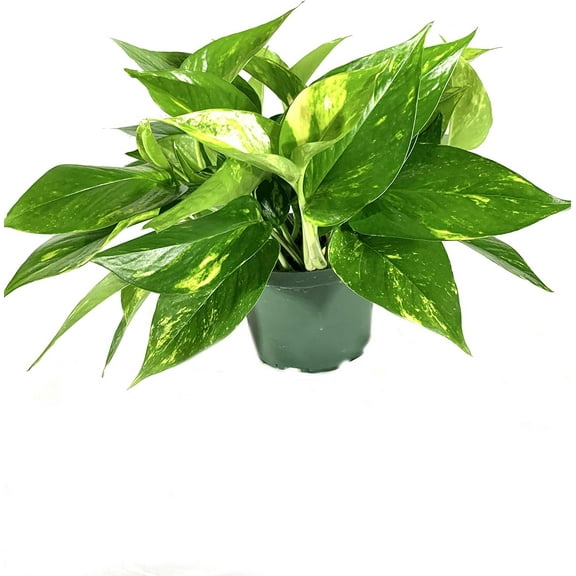 Devil's Ivy Pothos Plant - Live Plant in a 6 Inch Pot - Epipremnum Aureum - Beautiful Easy to Grow Air Purifying Indoor Plant