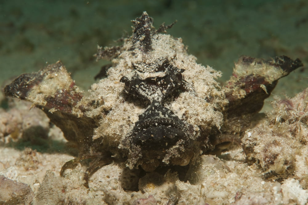 Devil scorpionfish head on view on white sand Canvas Art - Steve JonesStocktrek Images (18 x 12)