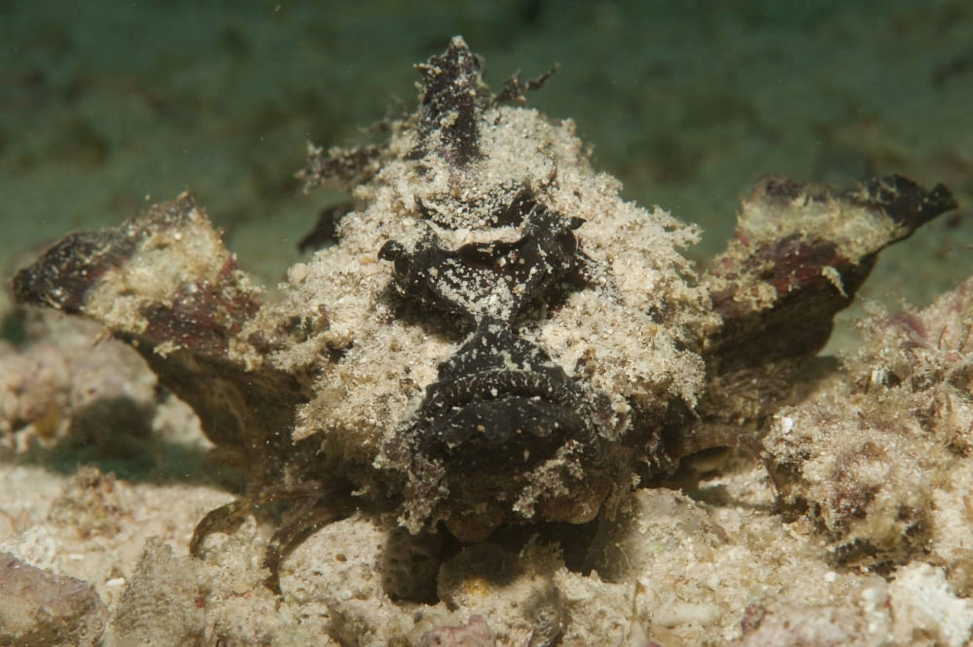 Devil scorpionfish head on view on white sand Canvas Art - Steve JonesStocktrek Images (35 x 23)