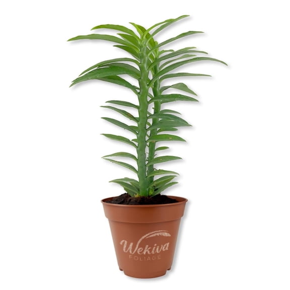Devils Backbone Plant - 2 Live Starter Plants - Pedilanthus Tithymaloides - Hardy Easy Care Tropical Succulent Structural Upright Foliage