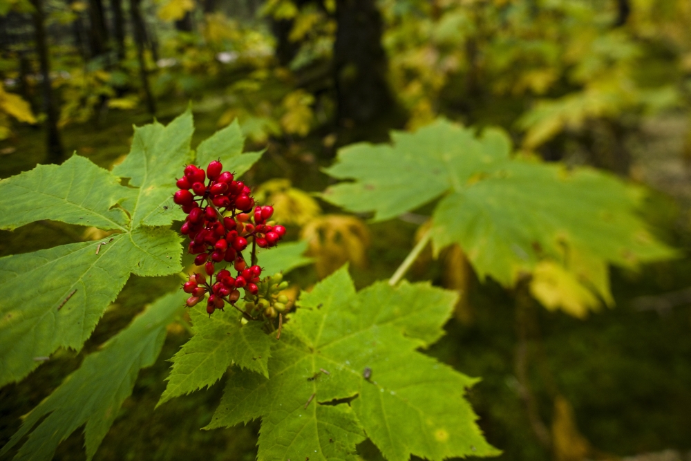 Devils Club Growing Under The Canopy Of Spruce Trees Kodiak Island Southwest Alaska Fall Canvas Art - Kevin Smith Design Pics (18 x 12)