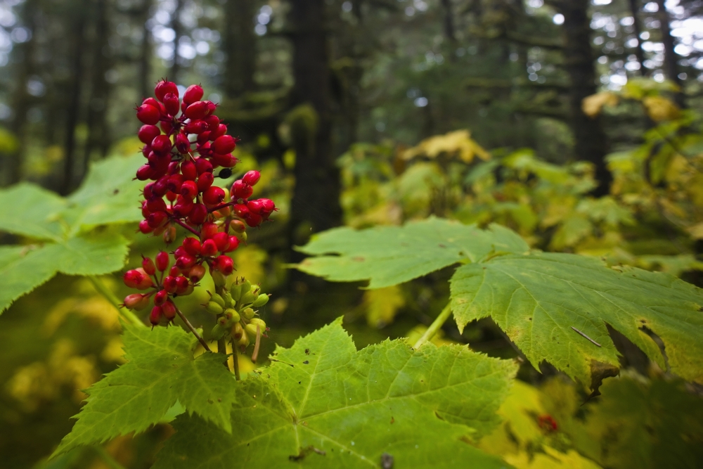 Devils Club Growing Under The Canopy Of Spruce Trees Kodiak Island Southwest Alaska Fall Canvas Art - Kevin Smith Design Pics (19 x 12)
