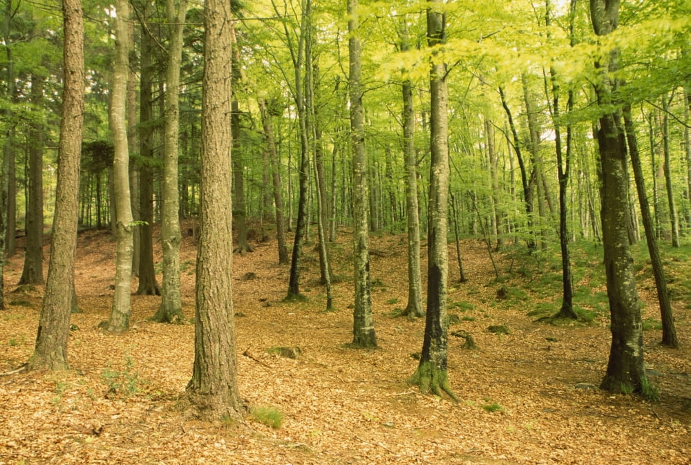 Devils Glen Woods County Wicklow Ireland Woodland Scenic Canvas Art - Richard Cummins Design Pics (36 x 24)