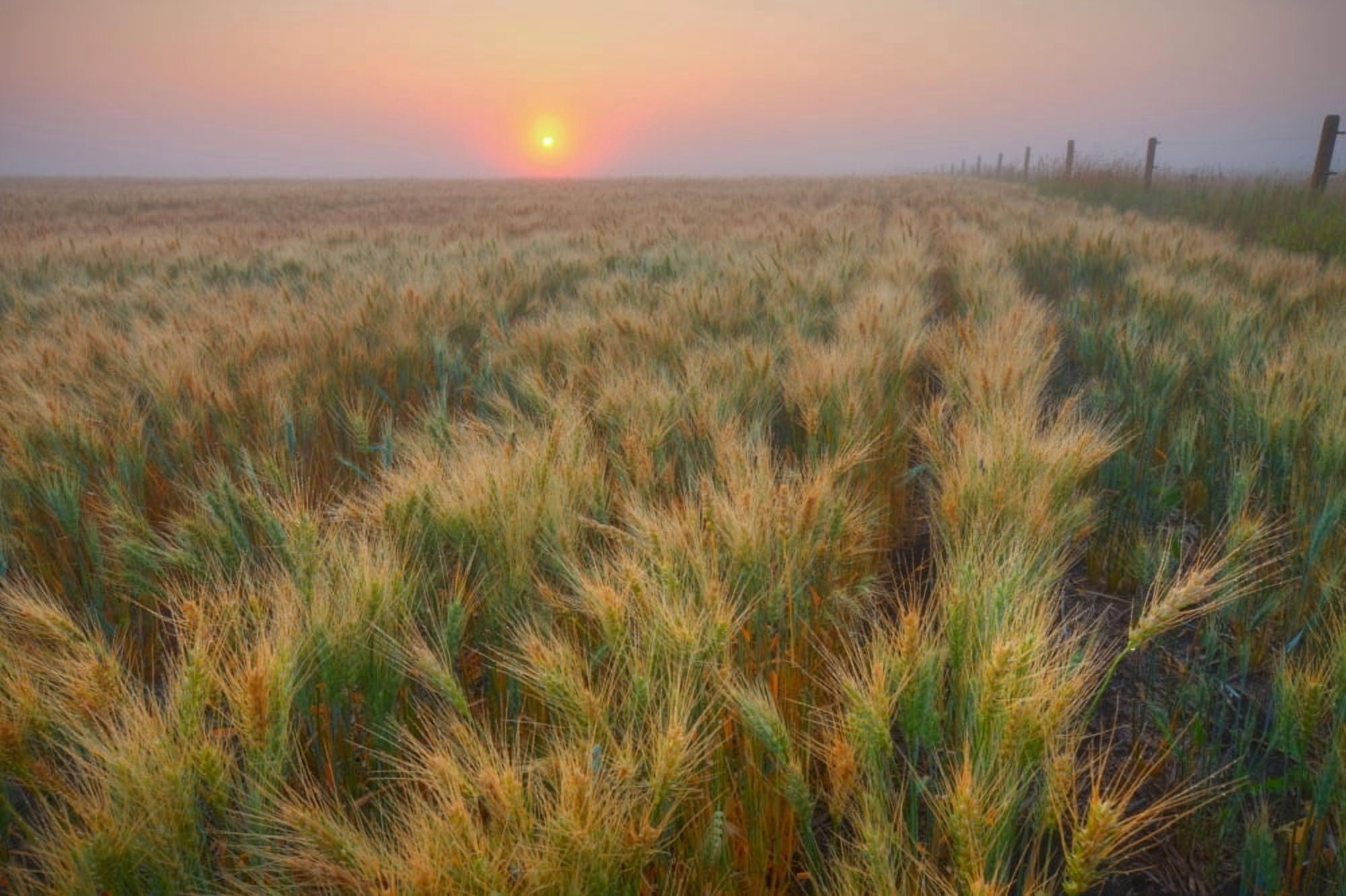 Dew Covered Ripening Barley Before A Foggy Sunrise North Of Edmonton Alberta Canvas Art - Dan Jurak Design Pics (34 x 22)