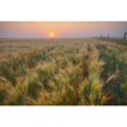 thumbnail image 1 of Dew Covered Ripening Barley Before A Foggy Sunrise North Of Edmonton Alberta Poster Print (17 x 11), 1 of 3
