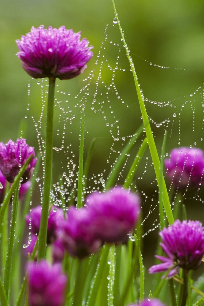 Dew Covered Spider Web On Chive Flowers Kodiak Is Ak Southwest Canvas Art - Marion Owen  Design Pics (11 x 17)