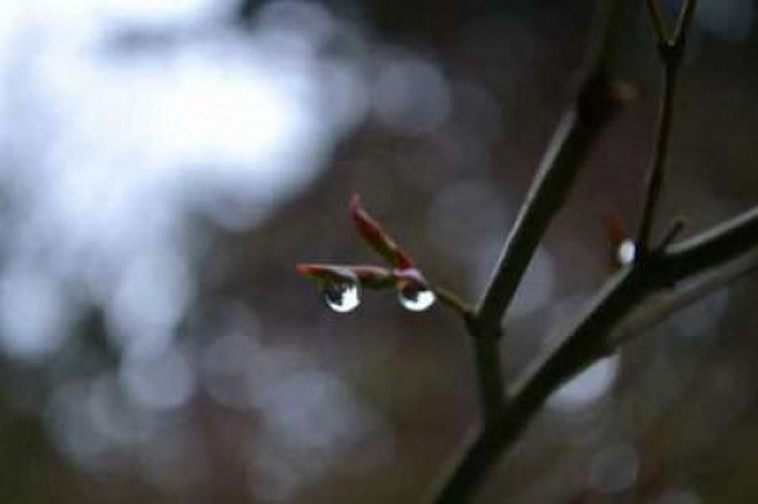 Dew Drops Canvas Art - Brian Moore (12 x 18)