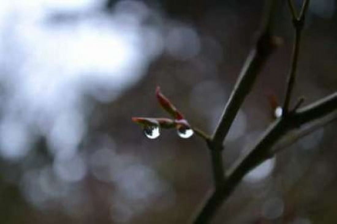 Dew Drops Canvas Art - Brian Moore (24 x 36)