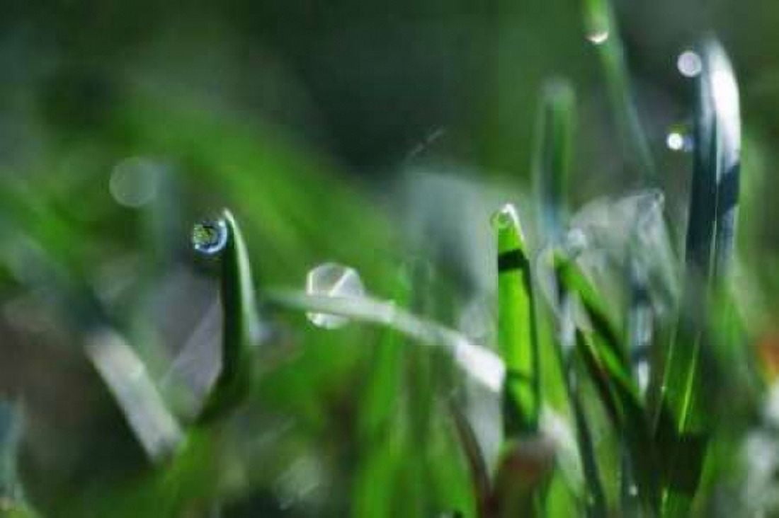 Dew Drops I Canvas Art - Leesa White (12 x 18)