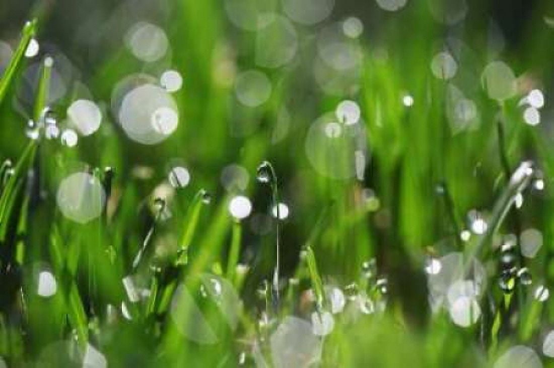 Dew Drops II Canvas Art - Leesa White (12 x 18)