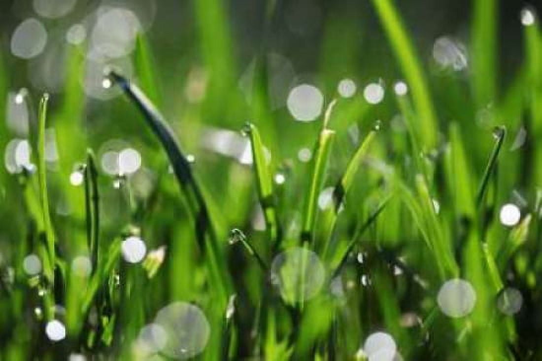 Dew Drops III Canvas Art - Leesa White (12 x 18)