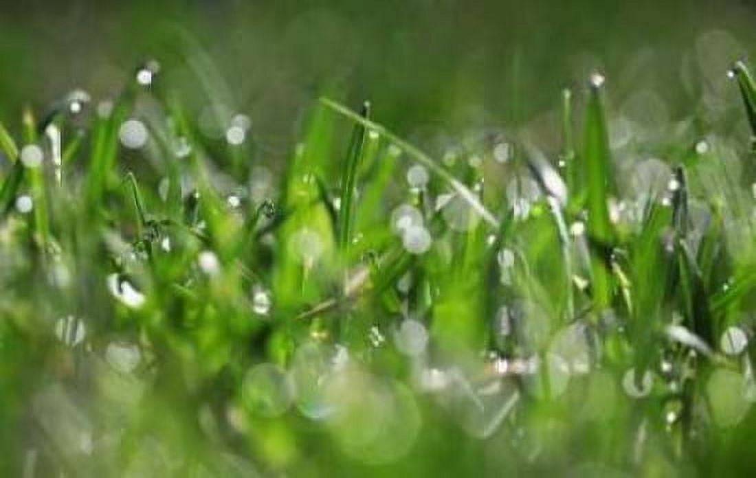 Dew Drops IV Canvas Art - Leesa White (24 x 36)