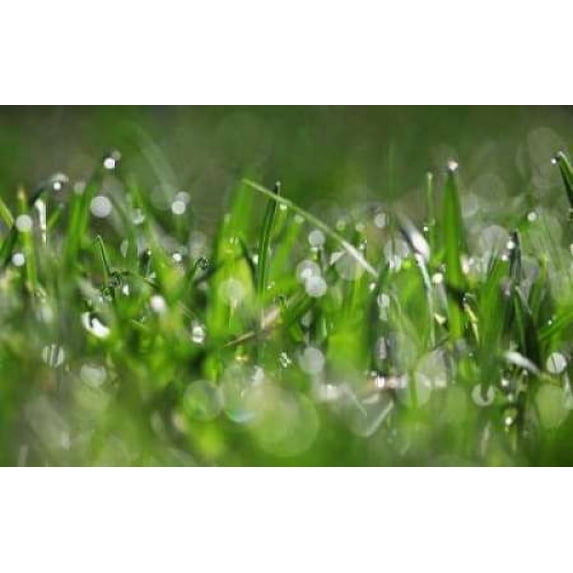 Dew Drops IV Poster Print by Leesa White (12 x 18)
