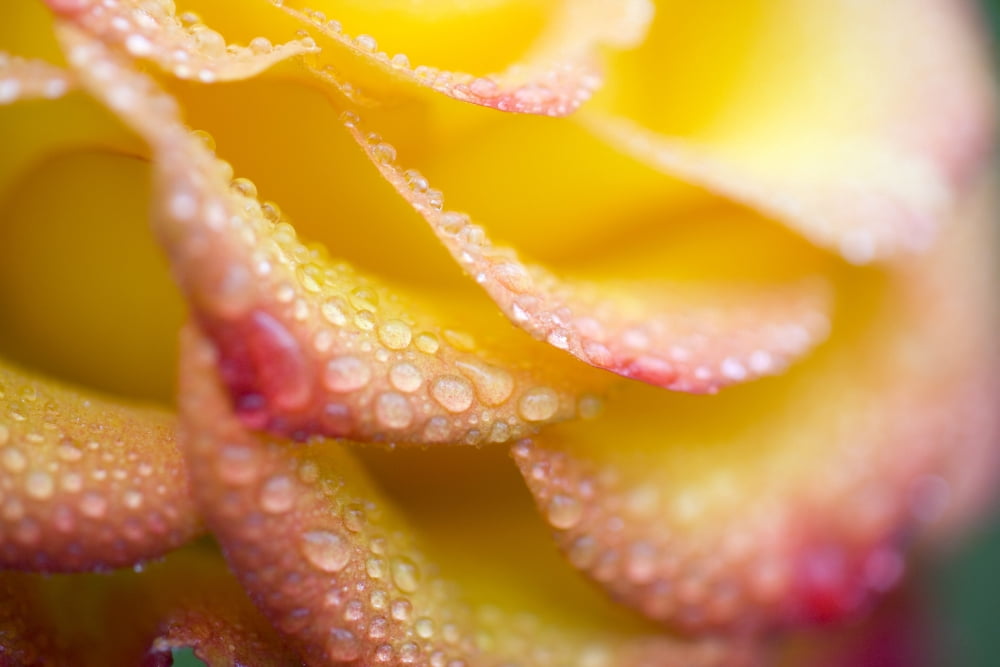 Dew Drops On A Rose Canvas Art - Craig Tuttle Design Pics (20 x 13)