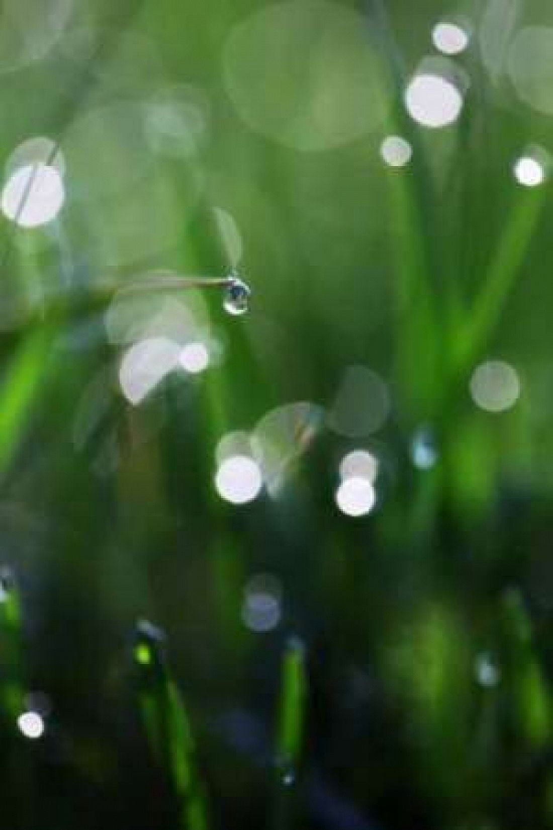 Dew Drops V Canvas Art - Leesa White (12 x 18)