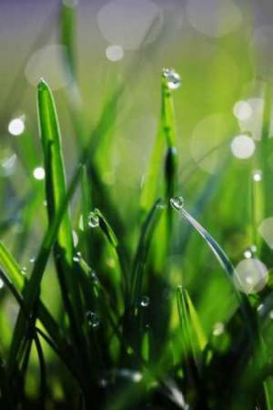 Dew Drops VI Canvas Art - Leesa White (12 x 18)