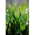 thumbnail image 1 of Dew Drops VI Poster Print by Leesa White (24 x 36), 1 of 2