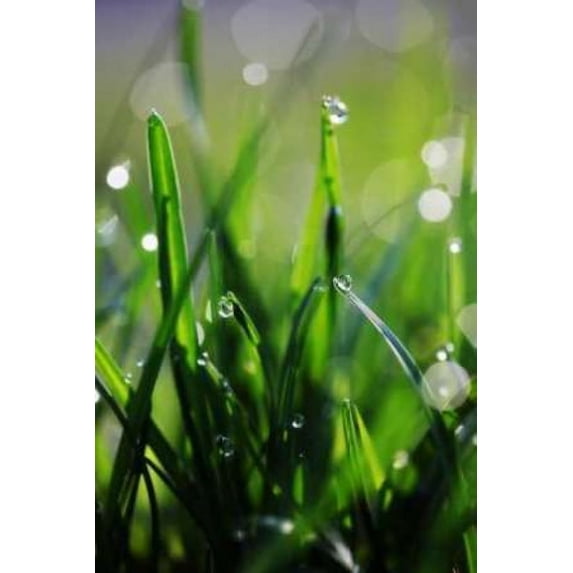 Dew Drops VI Poster Print by Leesa White (24 x 36)