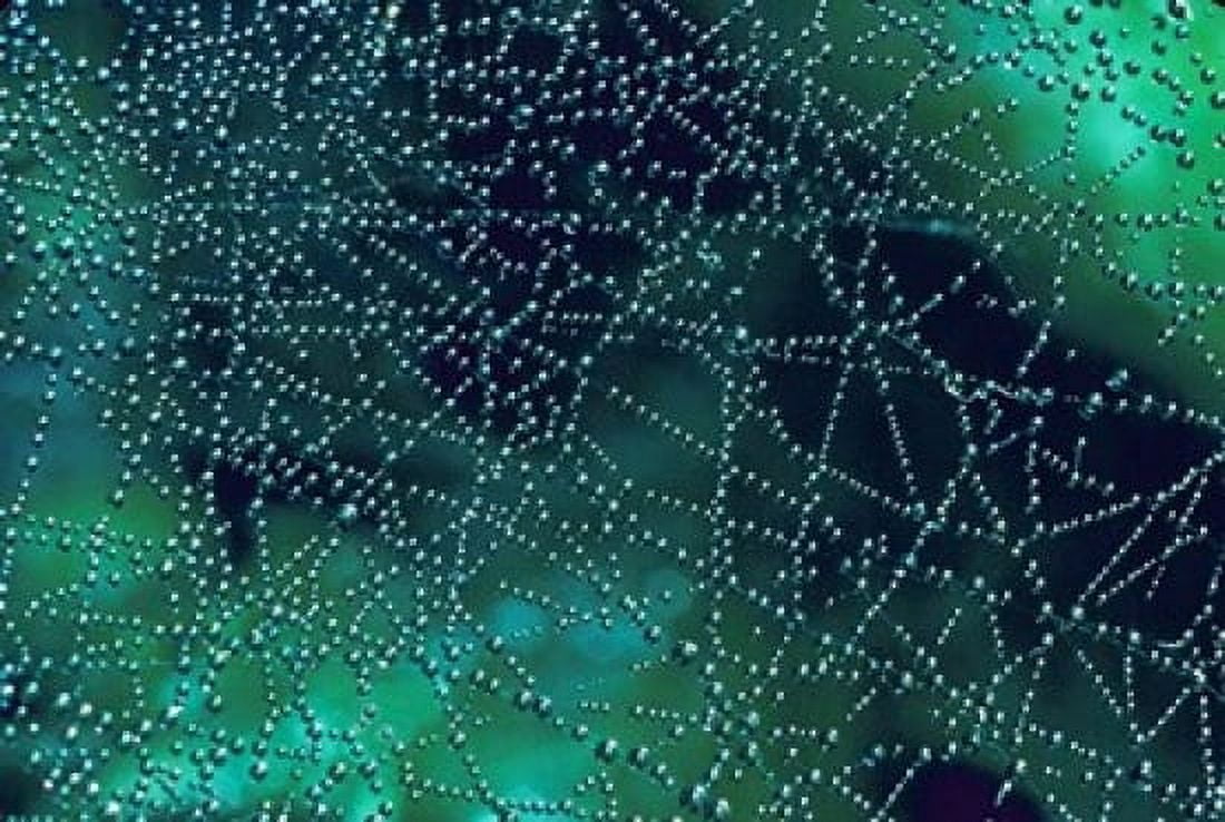 Dew Drops on Spider Web Canvas Art - Mark Gibson DanitaDelimont (18 x 12)