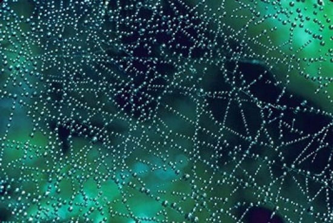 Dew Drops on Spider Web Canvas Art - Mark Gibson DanitaDelimont (36 x 24)