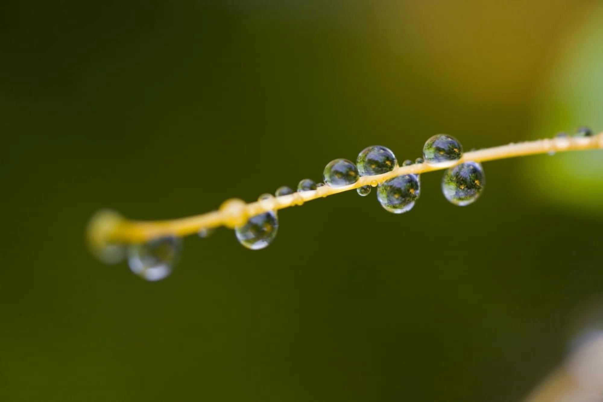 Dew On A Blade Of Grass Canvas Art - Craig Tuttle Design Pics (20 x 13)