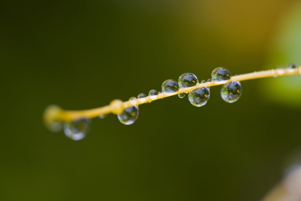 Dew On A Blade Of Grass Canvas Art - Craig Tuttle Design Pics (40 x 26)