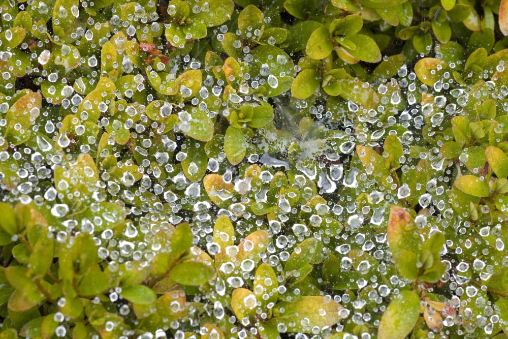 Dew On A Bush Canvas Art - Craig Tuttle  Design Pics (18 x 12)