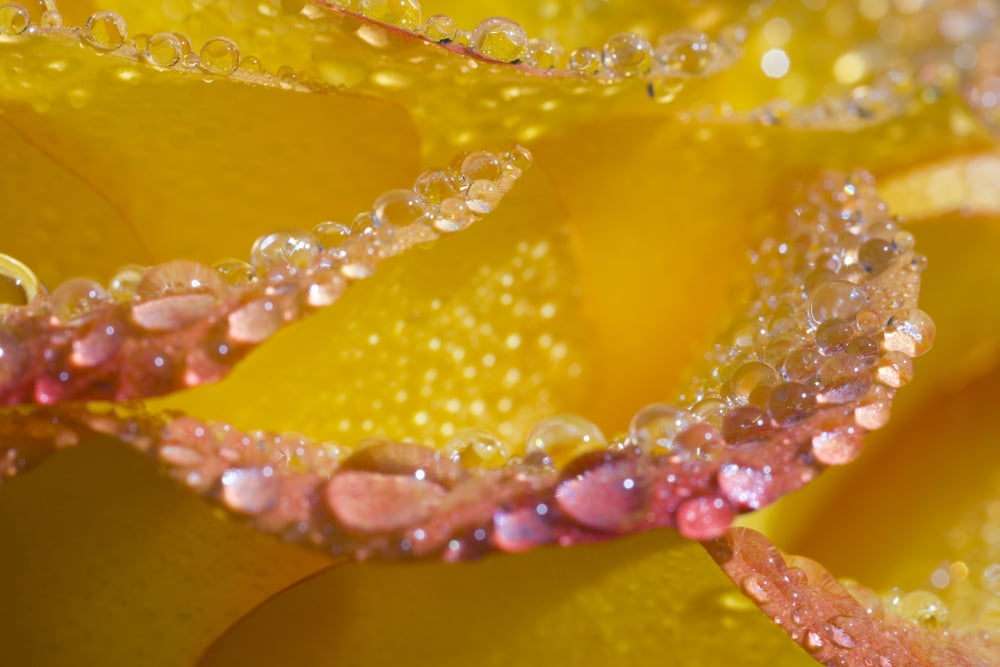 Dew On Flower Petals Canvas Art - Craig Tuttle Design Pics (20 x 13)