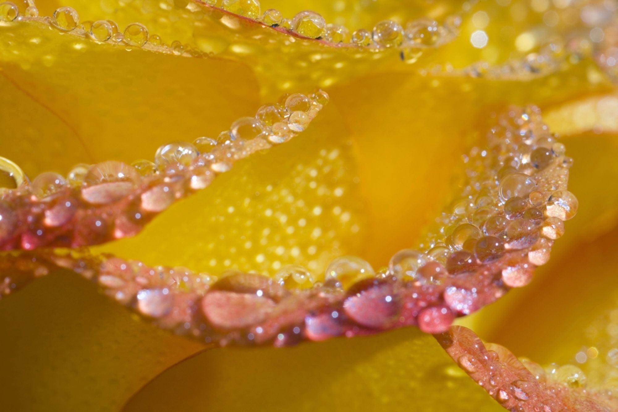 Dew On Flower Petals Canvas Art - Craig Tuttle Design Pics (40 x 26)